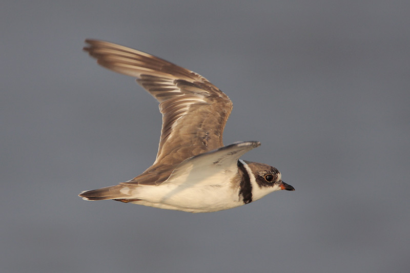 Semipalmated Plover