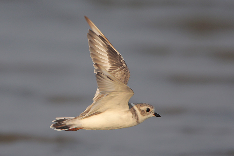 Piping Plover