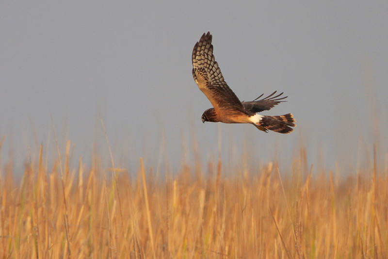 Northern Harrier