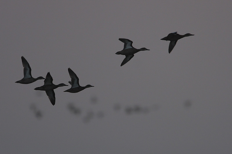 Blue-winged Teal