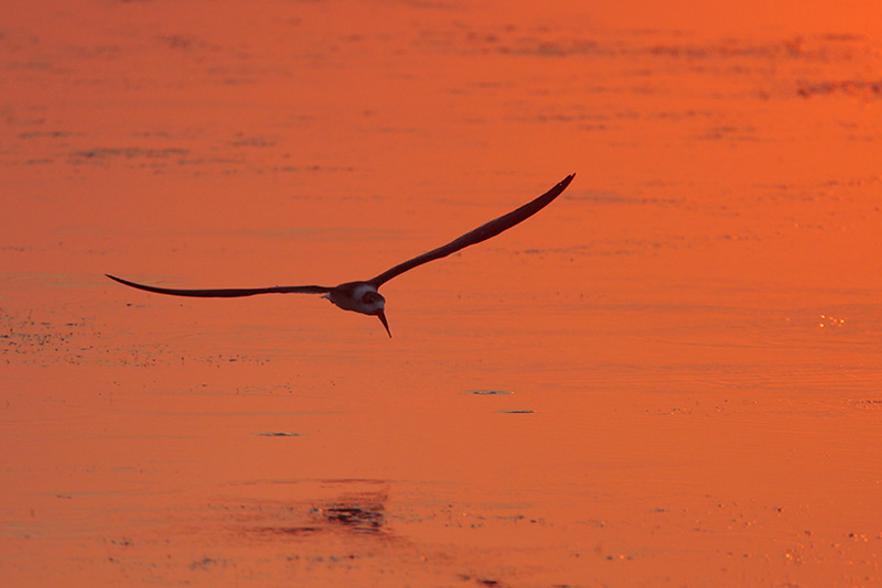 Black Skimmer