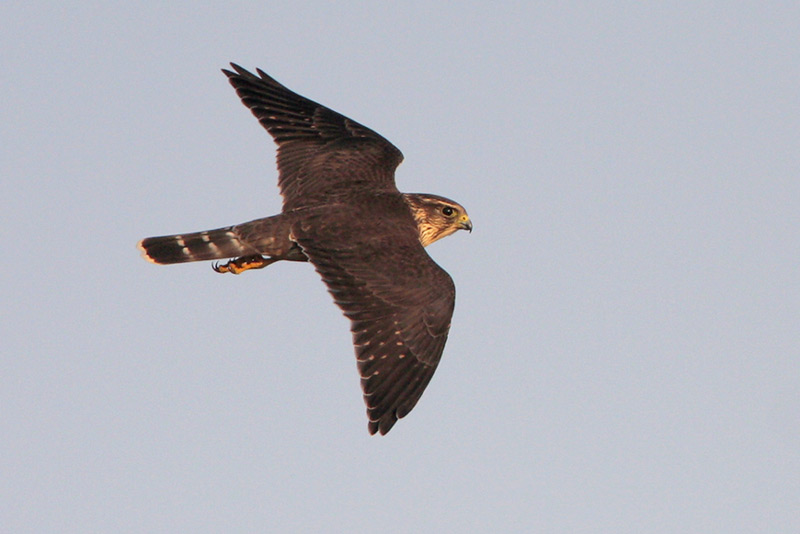 Merlin