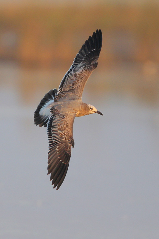 Laughing Gull