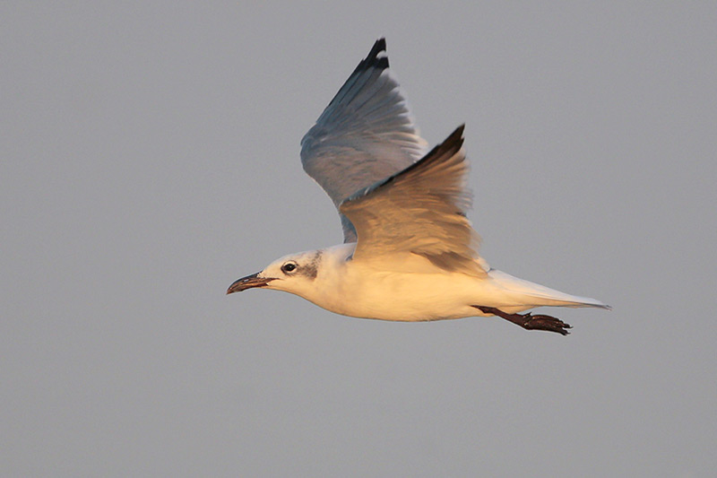 Laughing Gull