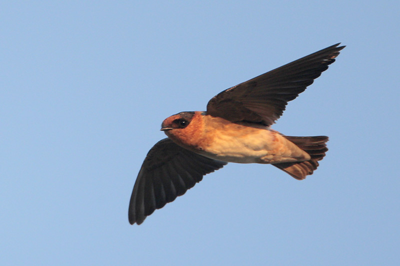 Cave Swallow