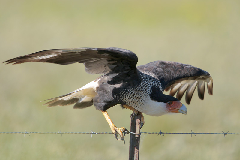 Crested Caracara