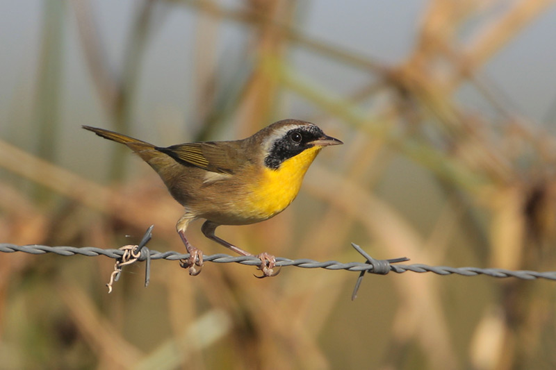 Common Yellowthroat