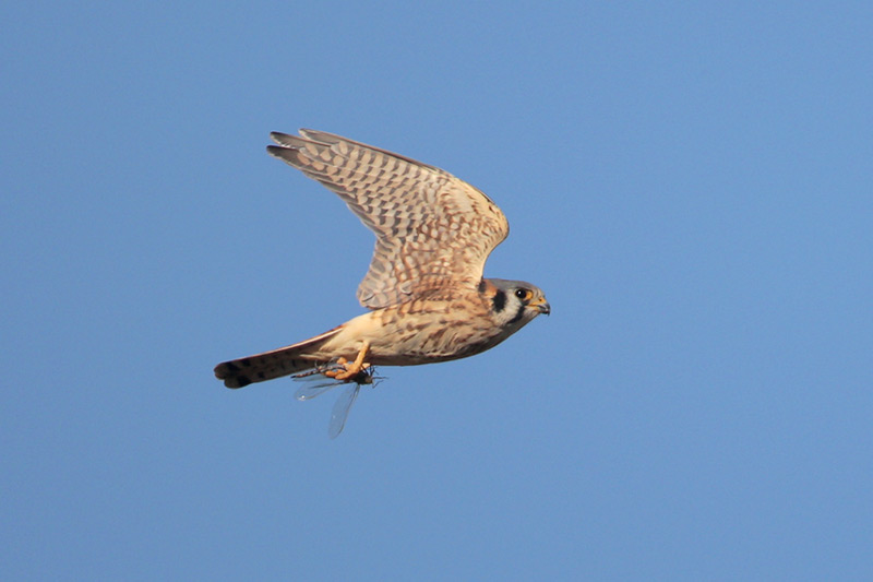 American Kestrel