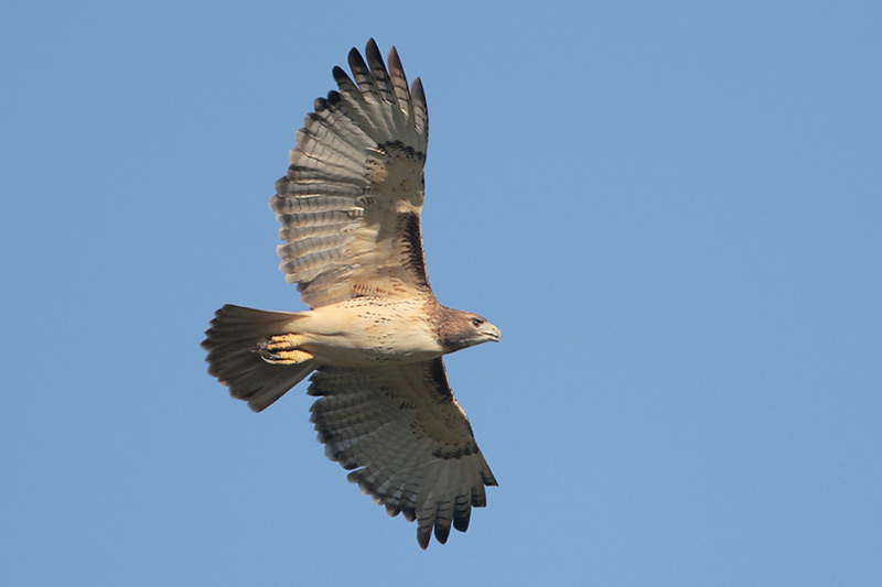 Red-tailed Hawk