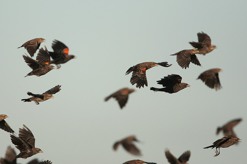 Red-winged Blackbird