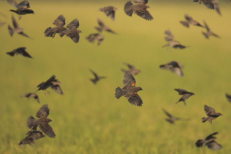 Red-winged Blackbirds and Brown-headed Cowbirds