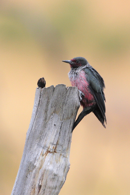 Lewiss Woodpecker