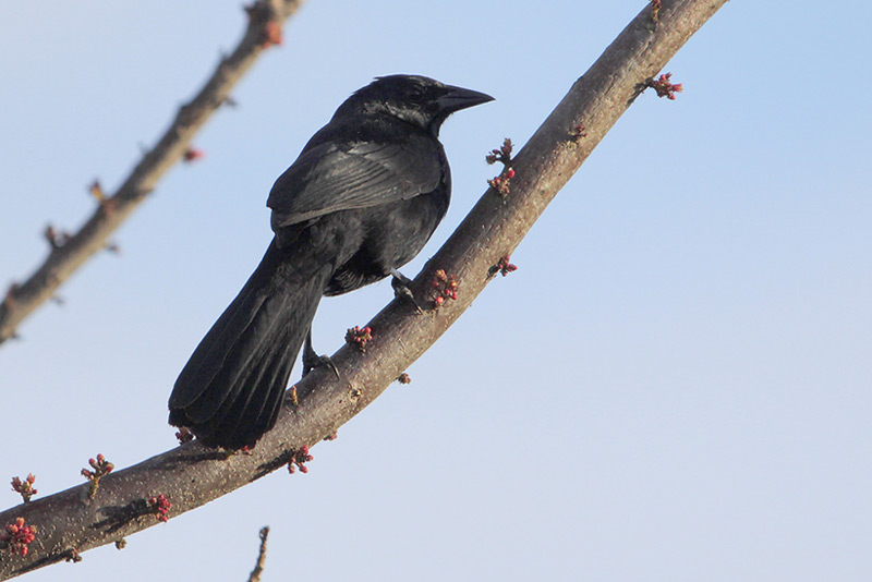 Melodious Blackbird