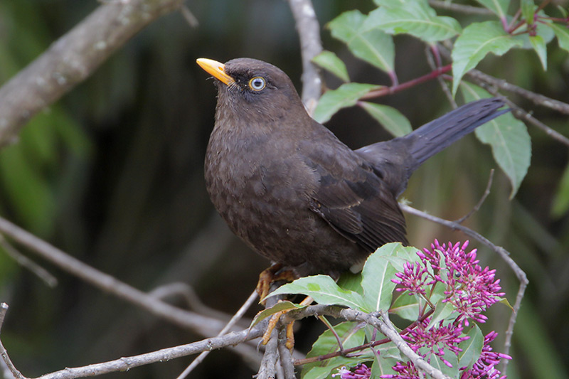 Sooty Thrush
