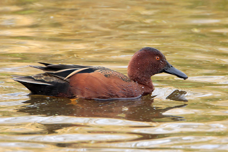 Cinnamon Teal