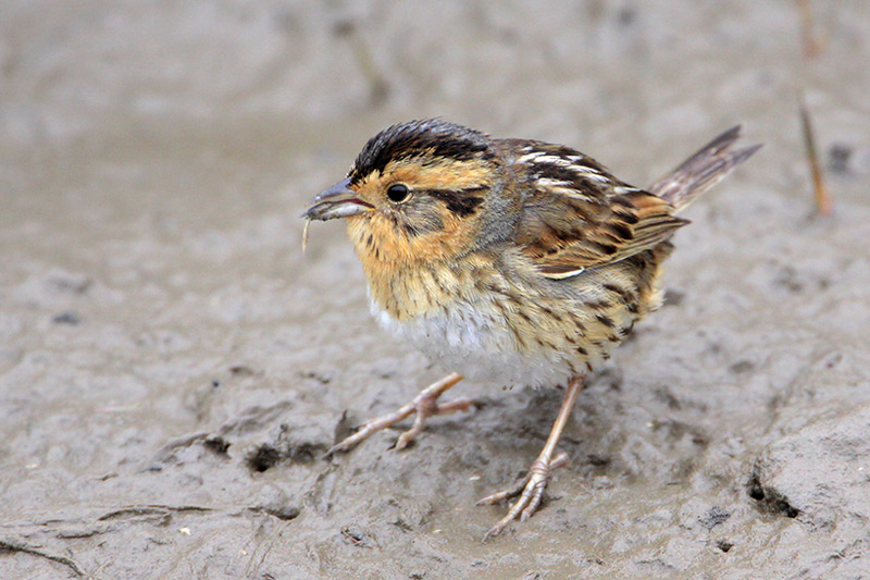 Nelsons Sharp-tailed Sparrow
