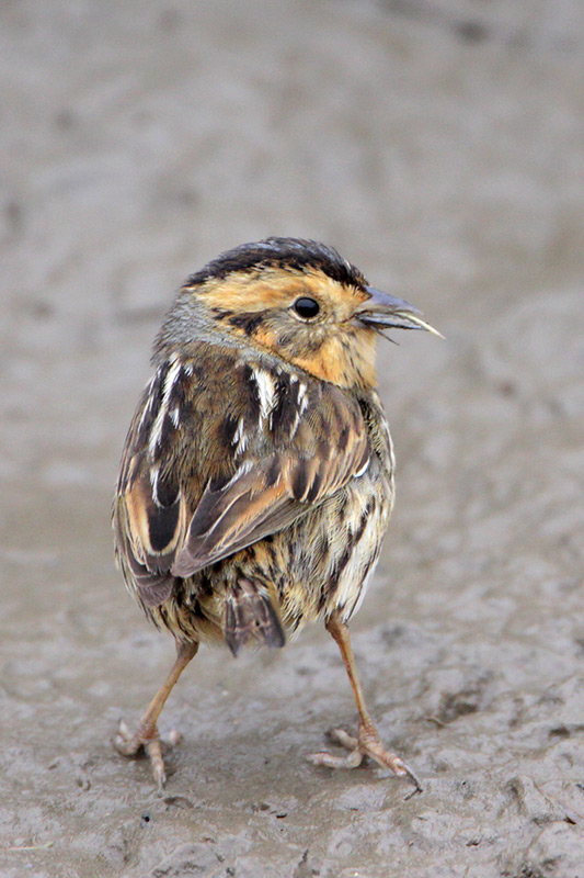 Nelsons Sharp-tailed Sparrow