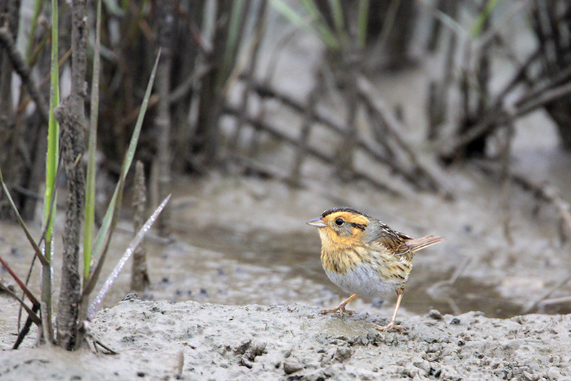 Nelsons Sharp-tailed Sparrow