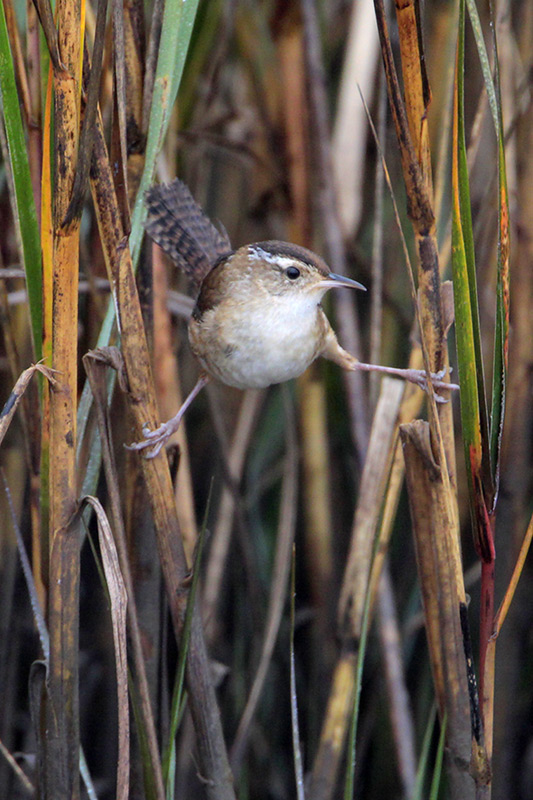 Marsh Wren