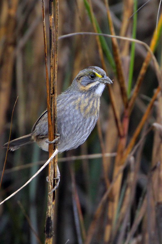 Seaside Sparrow