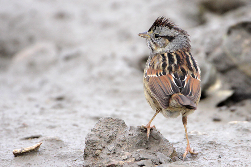 Swamp Sparrow