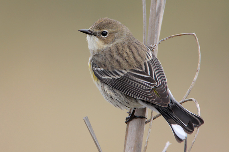 Yellow-rumped Warbler
