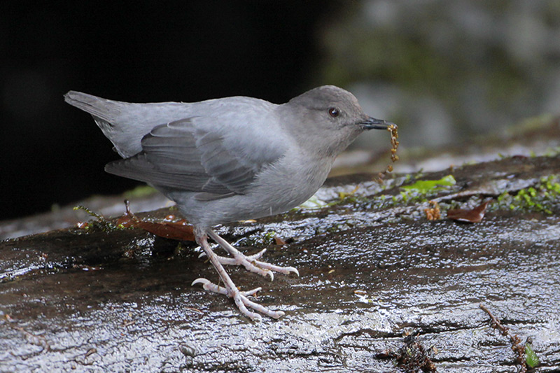 American Dipper