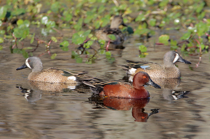 Cinnamon Teal and Blue-winged Teal