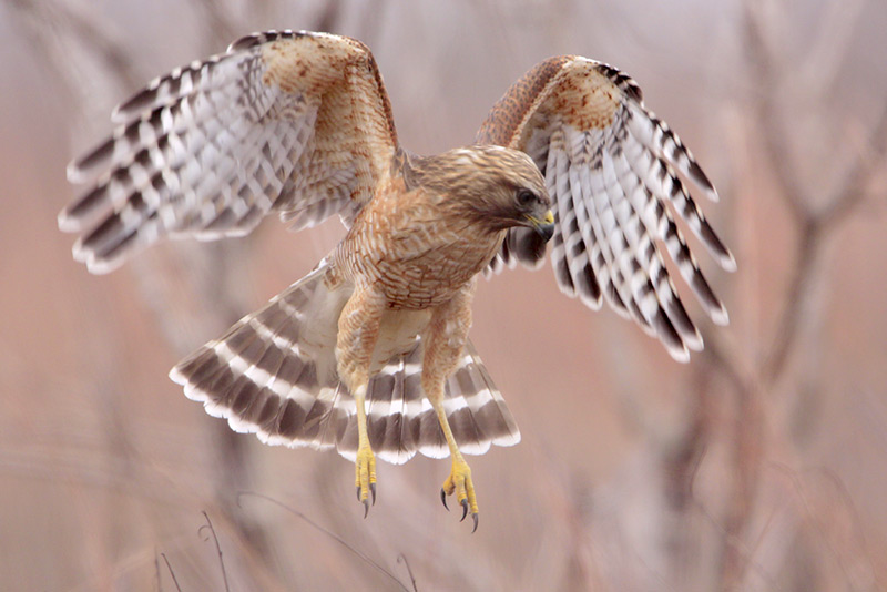 Red-shouldered Hawk