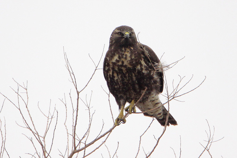 Immature Dark-morph Swainsons Hawk