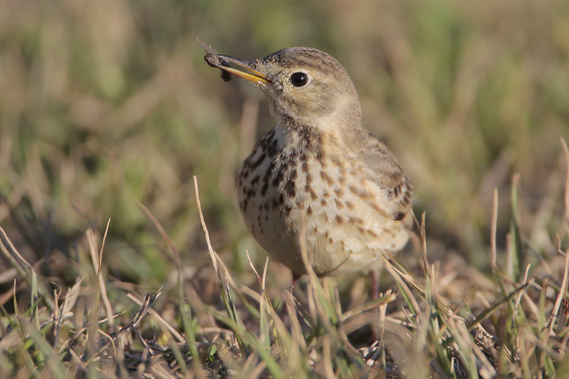 American Pipit
