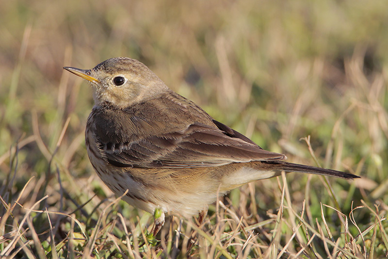 American Pipit