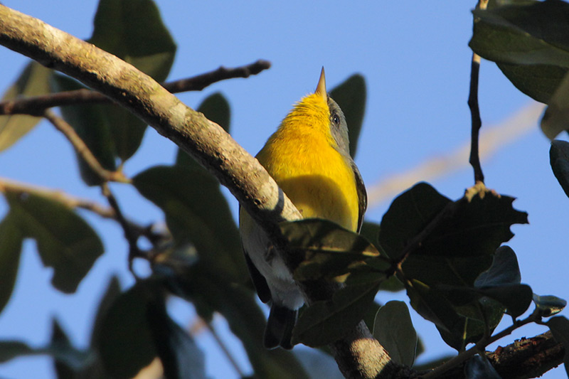 Tropical Parula