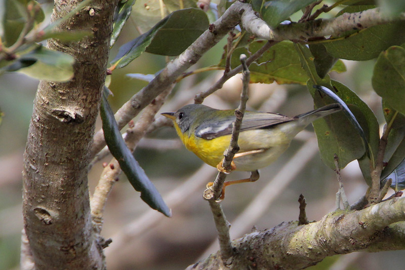 Tropical Parula