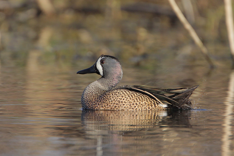 Blue-winged Teal