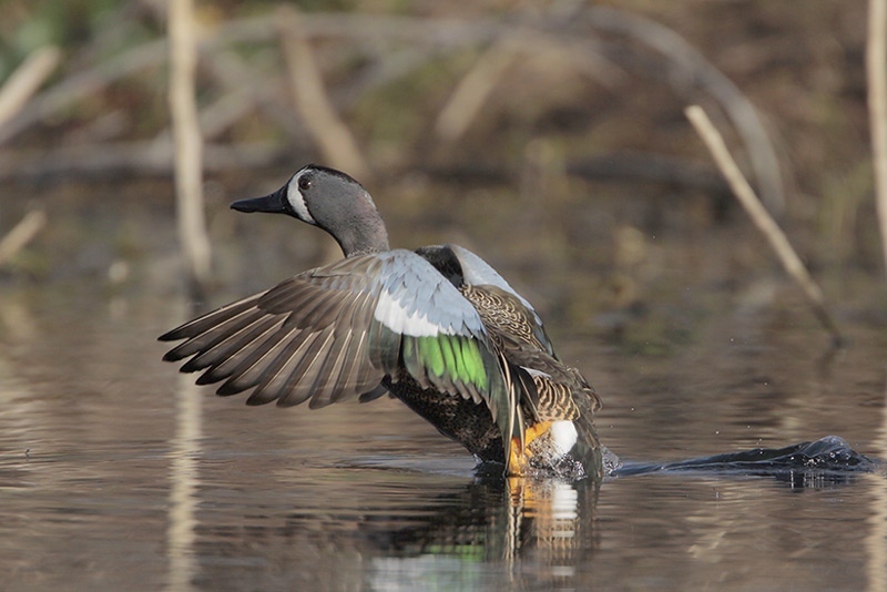 Blue-winged Teal