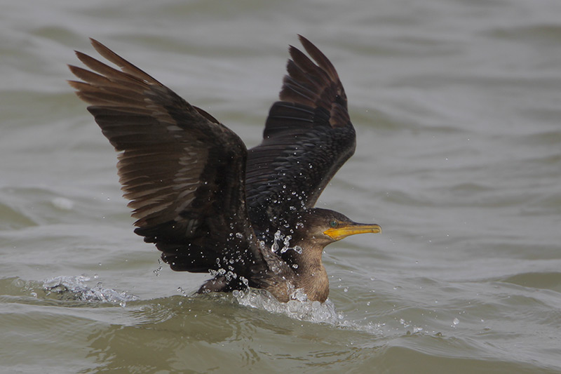 Neotropic Cormorant
