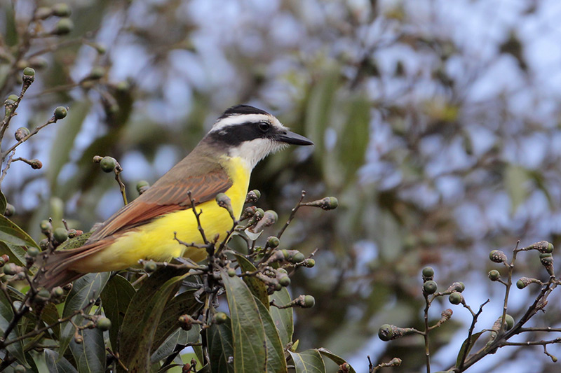 Great Kiskadee