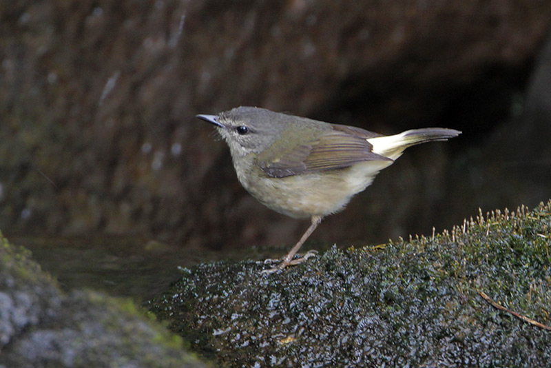 Buff-rumped Warbler