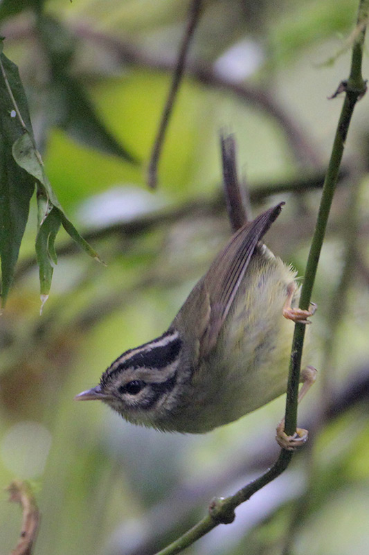 Three-striped Warbler