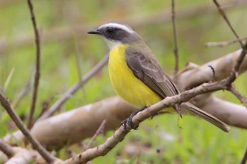 Social Flycatcher