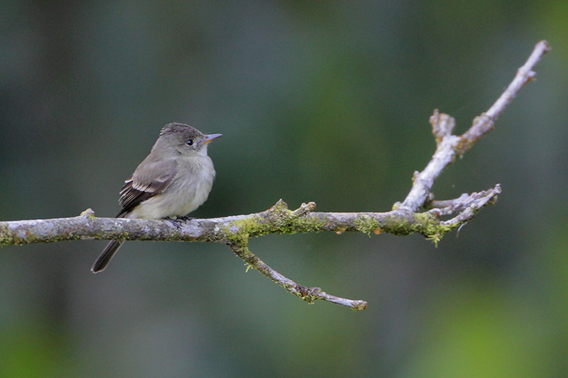 Tropical Pewee