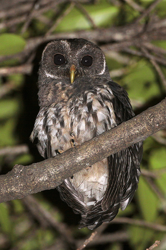 Mottled Owl