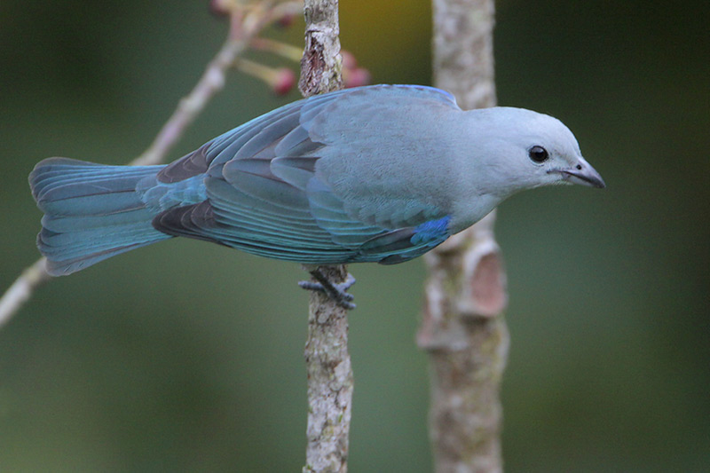 Blue-gray Tanager
