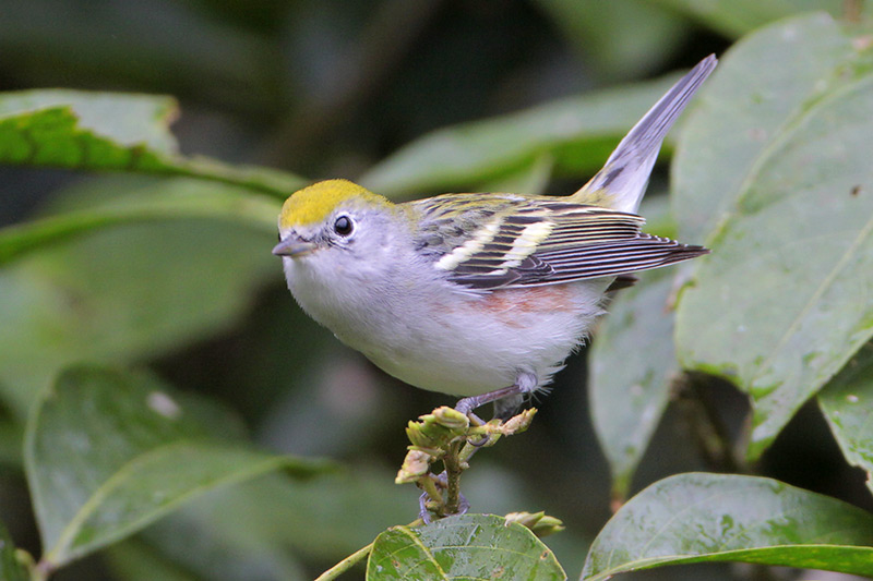 Chestnut-sided Warbler