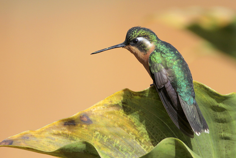 Purple-throated Mountain-gem