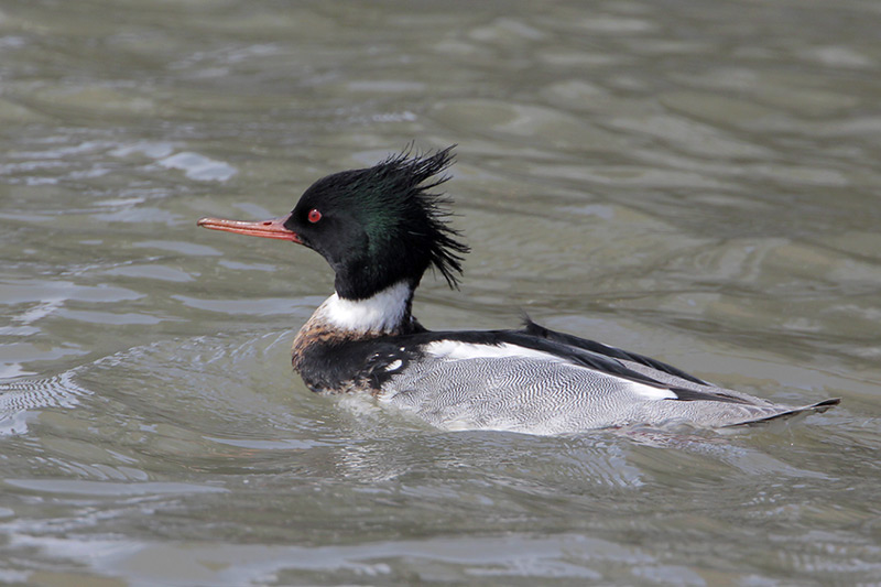 Red-breasted Merganser