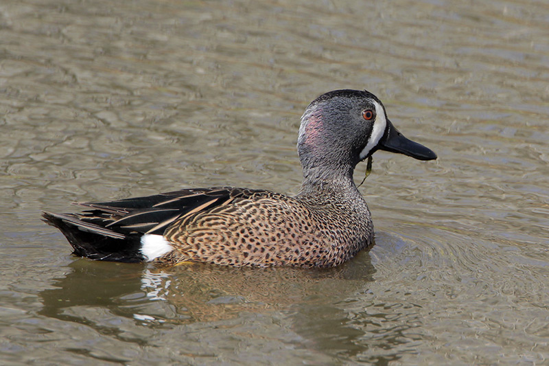 Blue-winged Teal