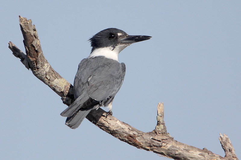 Belted Kingfisher