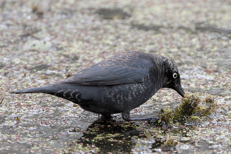 Rusty Blackbird